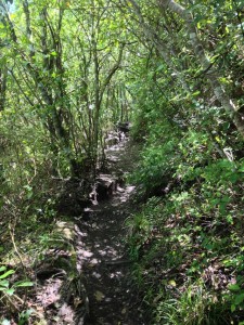 Tauhara hike