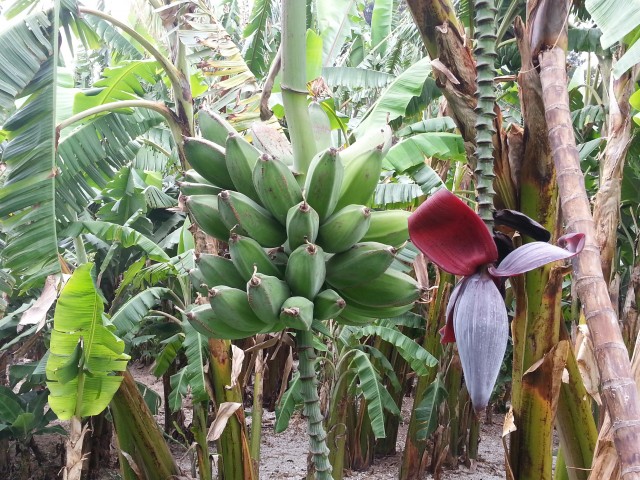Banaanipuu
